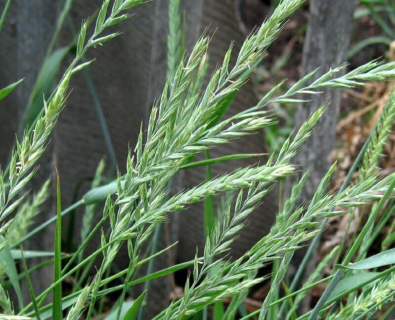 hierba de trigo para el tratamiento de la prostatitis